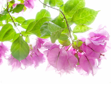Pink Bougainvillea和綠色的葉子