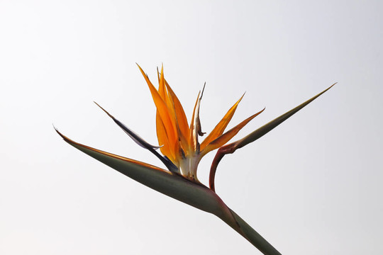 鶴望蘭；Crane Lily