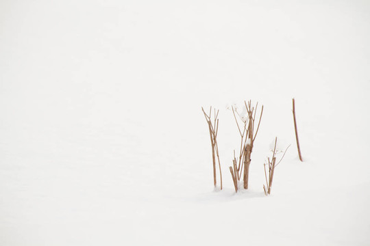 覆雪灌木