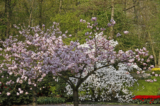 春天開(kāi)花的櫻花樹(shù)
