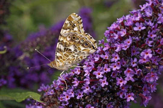 Vanessa cardui；涂女士