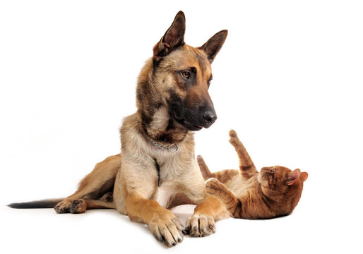 馬里努阿犬和姜黃色的貓