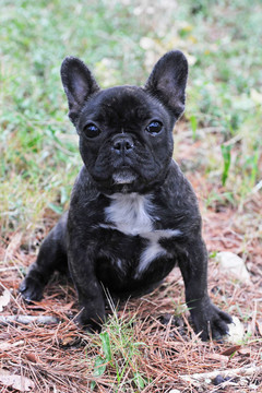 小狗的法國(guó)斗牛犬