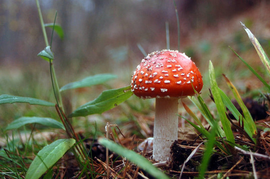 飛傘菌