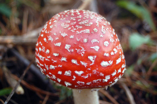 粉木耳蘑菇
