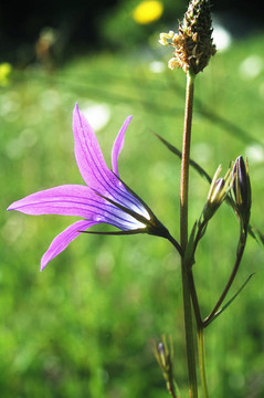 風(fēng)信子花