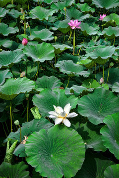 水百合
