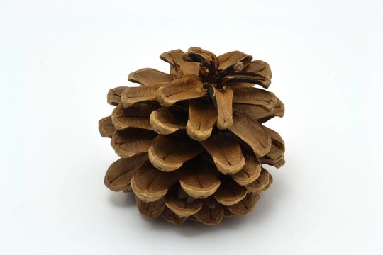 松樹的球果