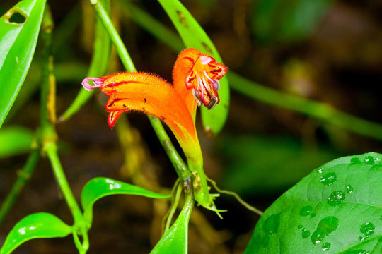 Aeschymanthus Hildebrandii和紅公雞莎草；泰國罕見的蘭花。