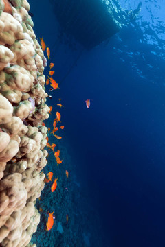 紅海熱帶礁。