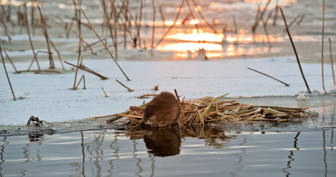 在夕陽的Muskrat。