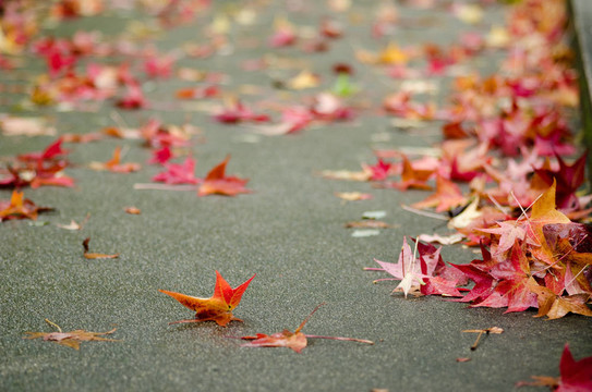 紅色的梧桐樹葉