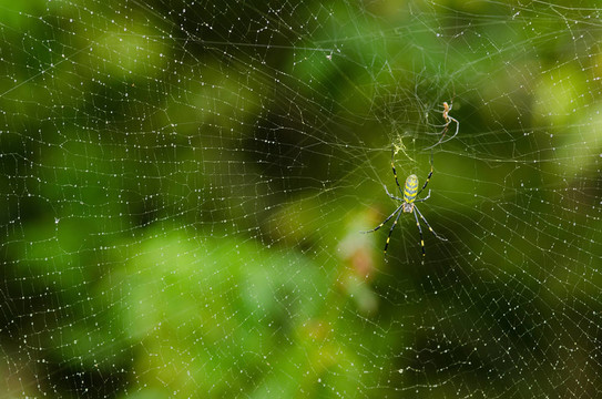 蜘蛛；Nephila clavata