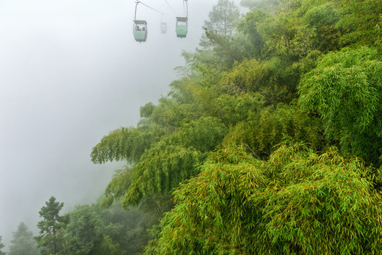 霧中竹林 索道