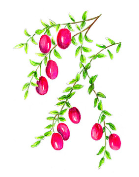 蔓越莓