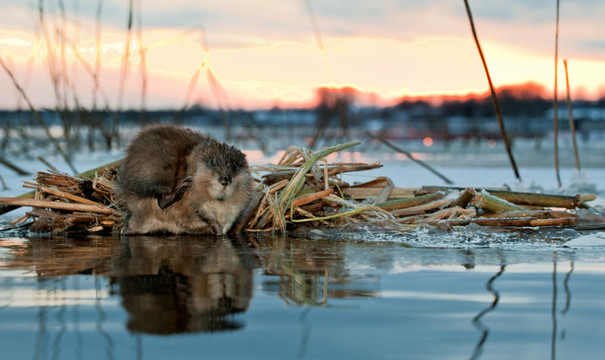在夕陽的Muskrat。