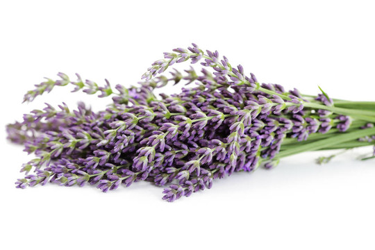 熏衣草花