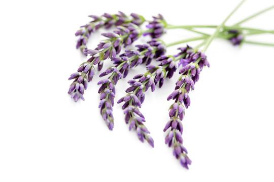 熏衣草花