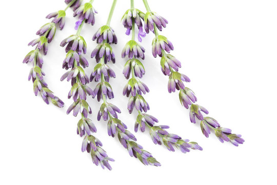 熏衣草花