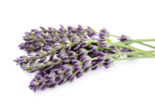 熏衣草花