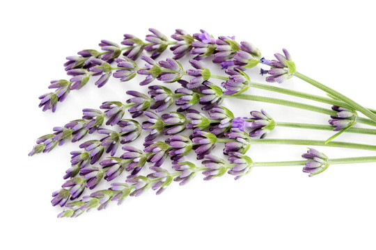熏衣草花