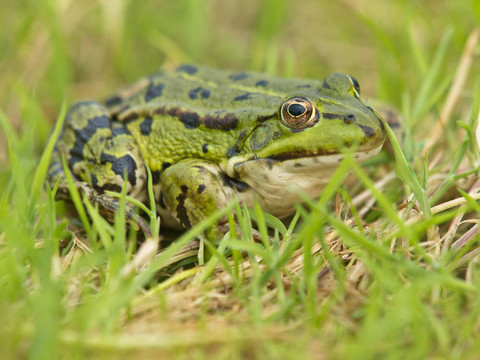 食用蛙（Pelophylax kl。秋葵）躺在草
