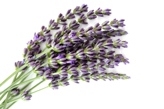 熏衣草花
