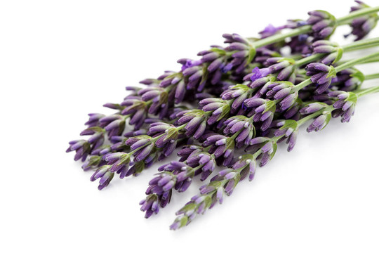 熏衣草花