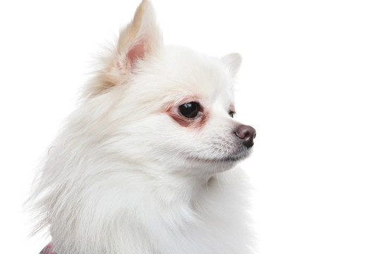 白博美犬