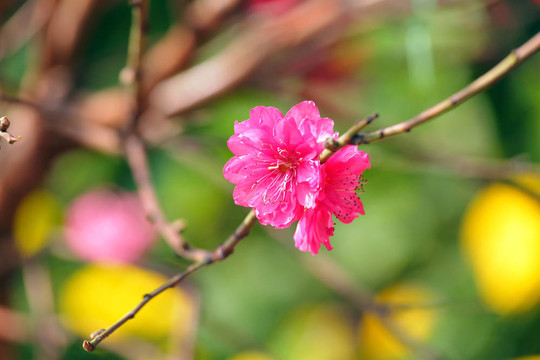 桃花；春節(jié)花
