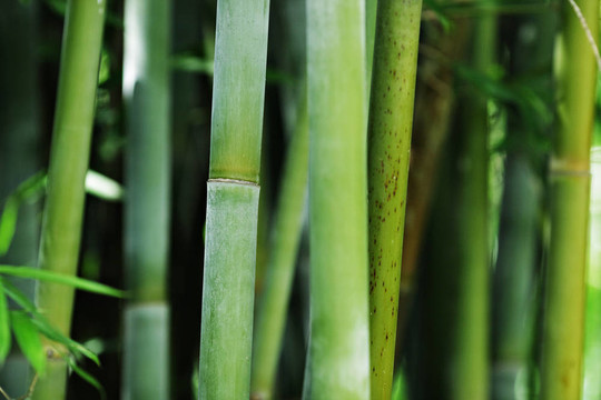 竹