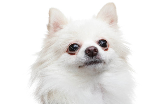 白博美犬