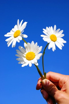 手拿雛菊