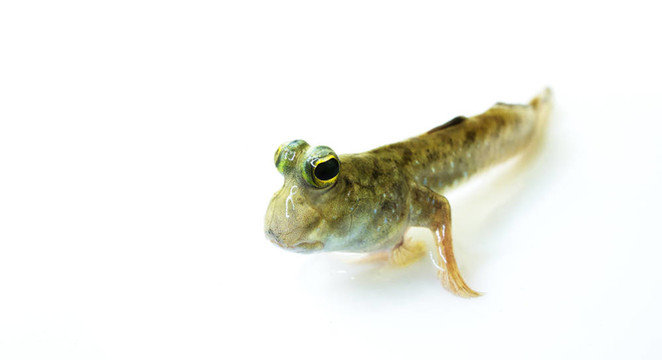 彈涂魚