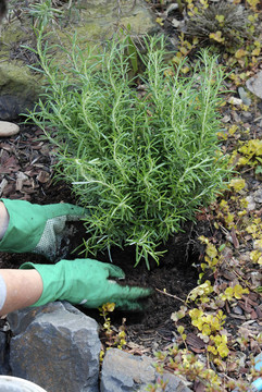 種植Rosemary bush
