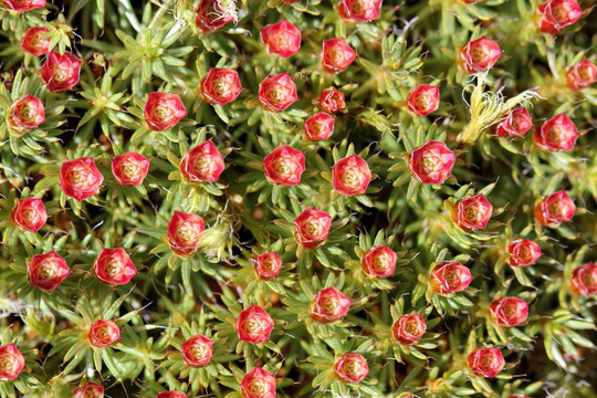 Polytrichum juniperinum；男