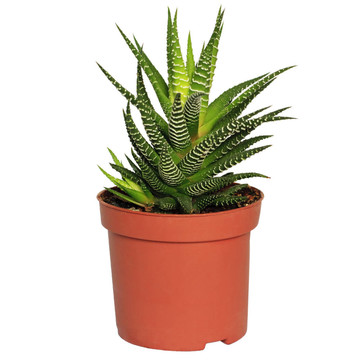 棕色的花盆的植株