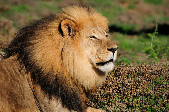 Kalahari獅子；Panthera leo；阿多大象國家公園