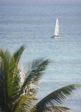 在平静的海面，过去的棕榈树的帆船