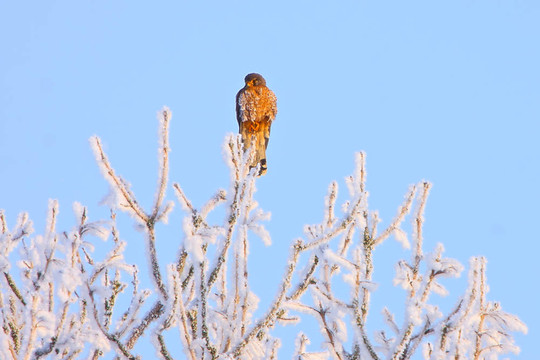 隼鳥坐在樹上