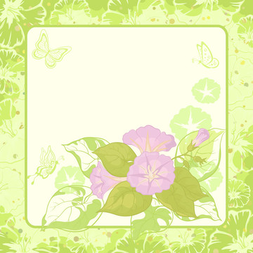 花的背景；Ipomoea