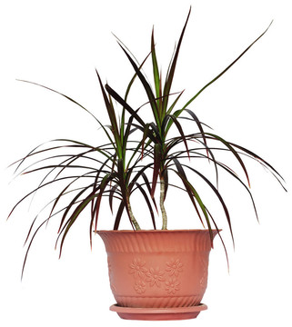 室內(nèi)植物龍血樹棕櫚棕色花盆