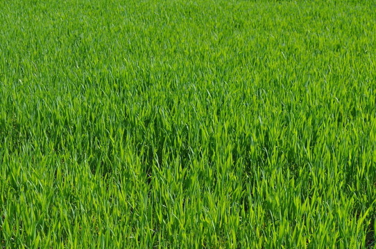 草地
