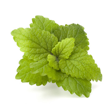 薄荷