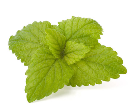 薄荷