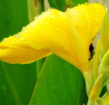 黃色的花