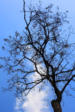 樹與云的天空