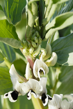 Broadbean Flowers；宏。