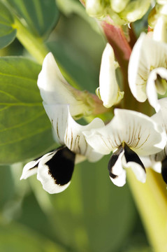 Broadbean Flowers；宏。