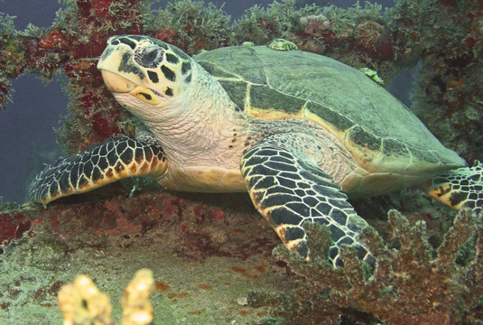 海龜在沉船